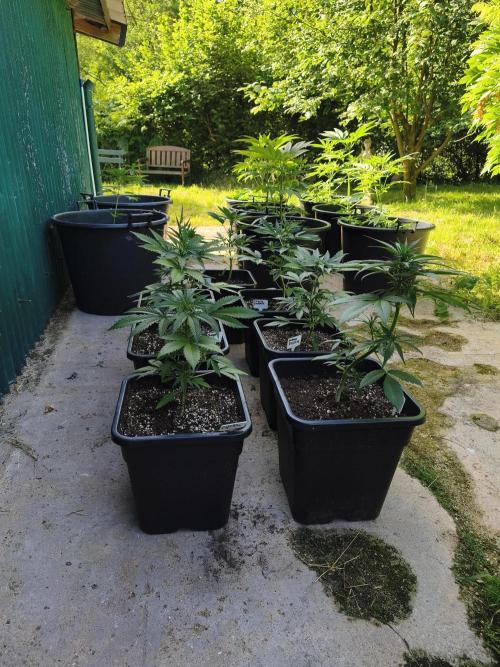 Fast buds outdoor competition 2026 🌱. Week 7