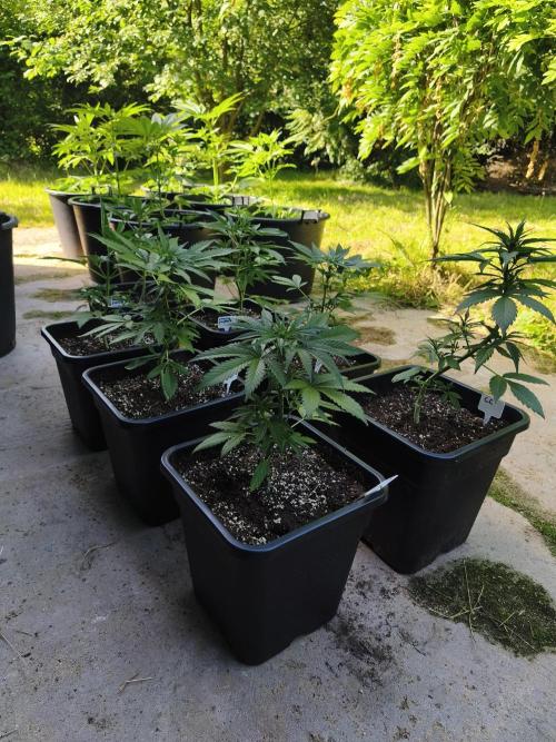 Fast buds outdoor competition 2026 🌱. Week 7