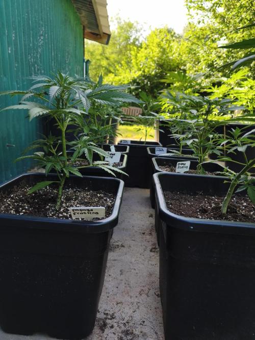 Fast buds outdoor competition 2026 🌱. Week 7