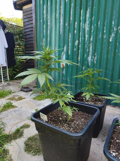 Fast buds outdoor competition 2026 🌱. Week 7