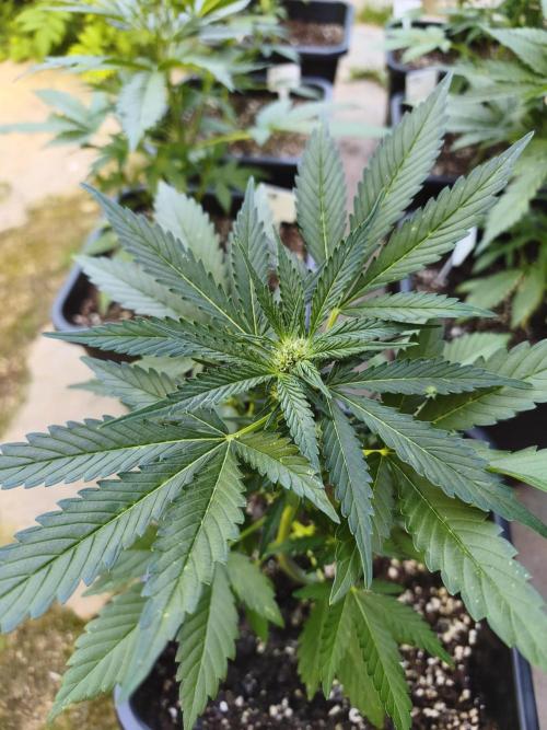 Fast buds outdoor competition 2026 🌱. Week 7