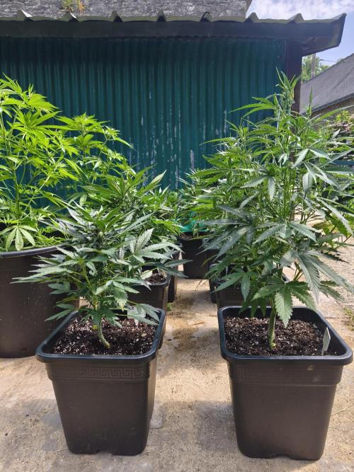 Fast buds outdoor competition 2026 🌱. Week 8