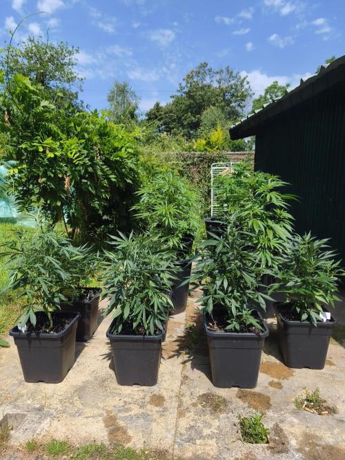 Fast buds outdoor competition 2026 🌱. Week 8