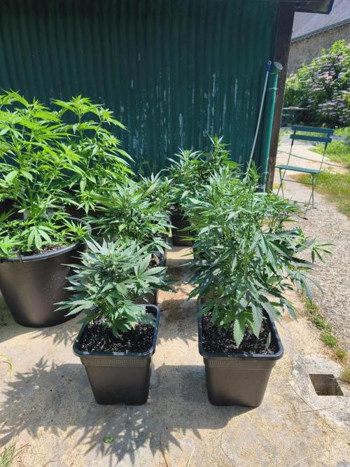 Fast buds outdoor competition 2026 🌱. Week 8