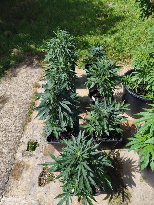 Fast buds outdoor competition 2026 🌱. Week 8