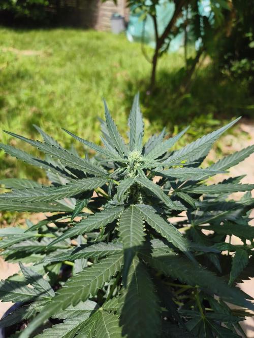 Fast buds outdoor competition 2026 🌱. Week 8
