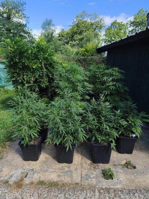 Fast buds outdoor competition 2026 🌱. Week 9