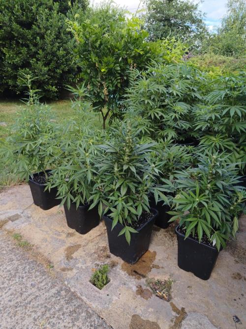 Fast buds outdoor competition 2026 🌱. Week 9