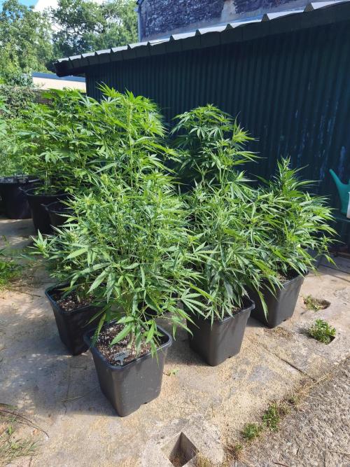 Fast buds outdoor competition 2026 🌱. Week 9
