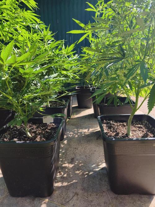 Fast buds outdoor competition 2026 🌱. Week 9