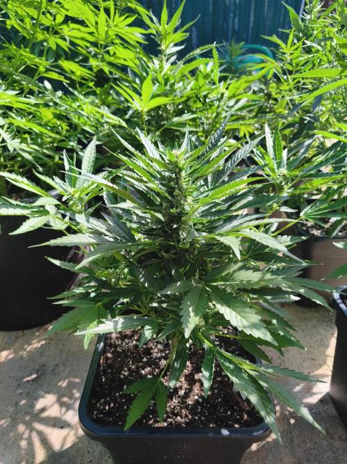 Fast buds outdoor competition 2026 🌱. Week 9