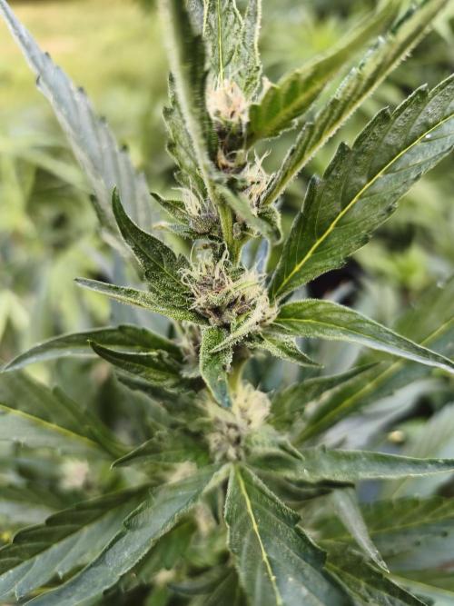 Fast buds outdoor competition 2026 🌱. Week 9