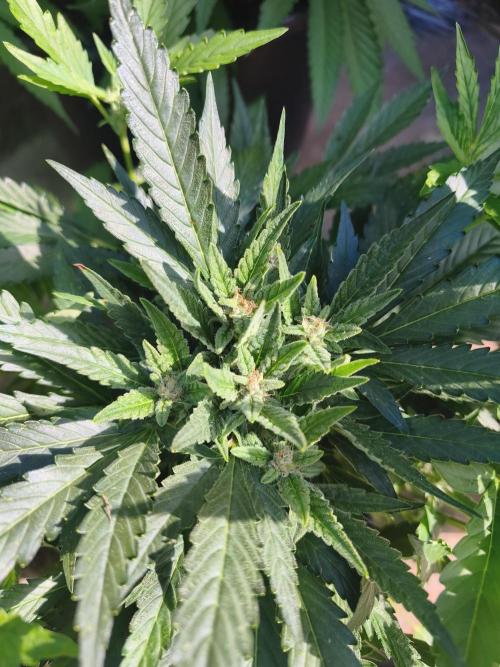 Fast buds outdoor competition 2026 🌱. Week 9