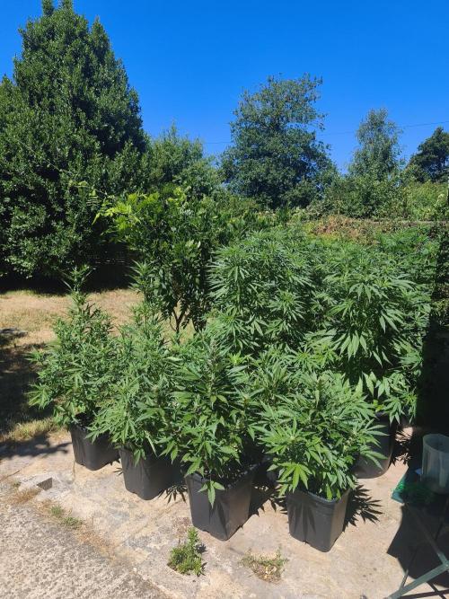 Fast buds outdoor competition 2026 🌱. Week 10