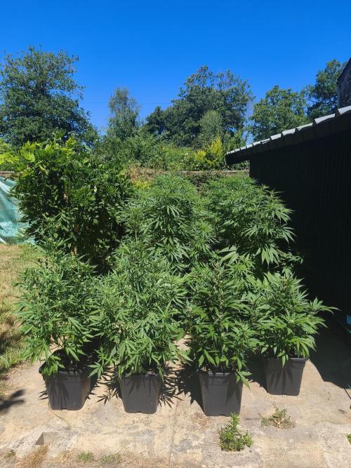 Fast buds outdoor competition 2026 🌱. Week 10