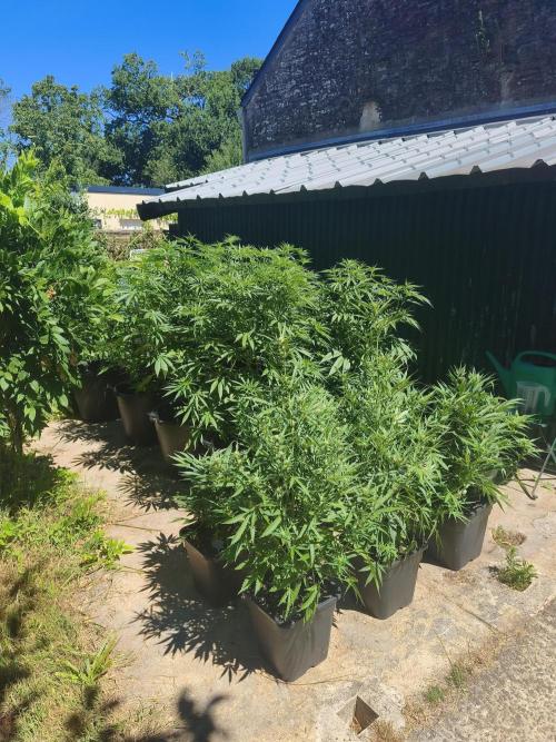 Fast buds outdoor competition 2026 🌱. Week 10