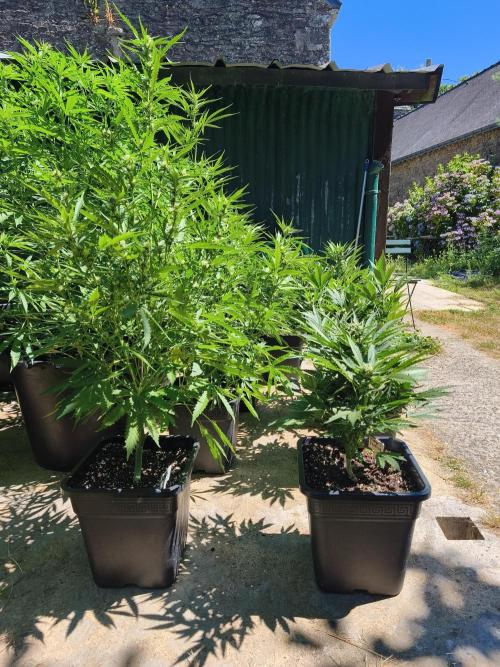 Fast buds outdoor competition 2026 🌱. Week 10