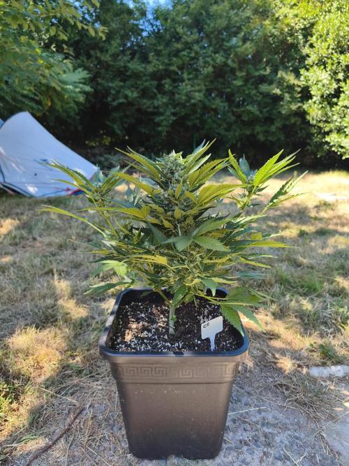 Fast buds outdoor competition 2026 🌱. Week 10