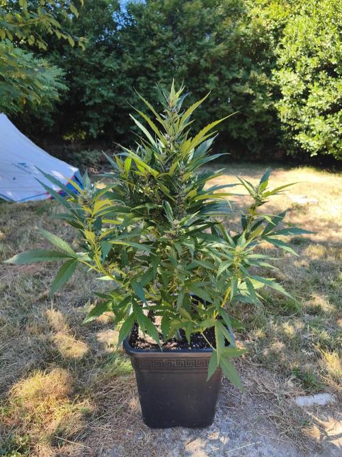 Fast buds outdoor competition 2026 🌱. Week 10