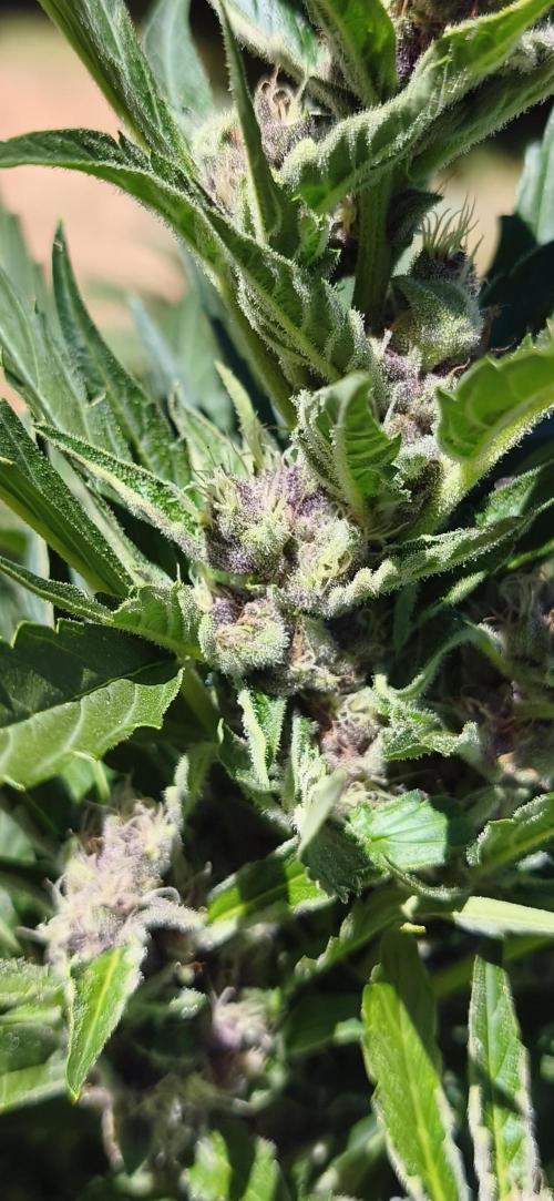 Fast buds outdoor competition 2026 🌱. Week 10