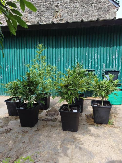 Fast buds outdoor competition 2026 🌱. Week 11
