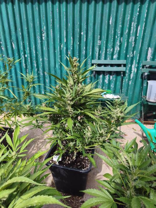 Fast buds outdoor competition 2026 🌱. Week 11