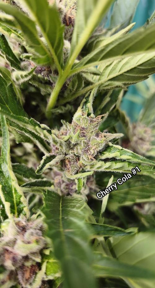 Fast buds outdoor competition 2026 🌱. Week 11