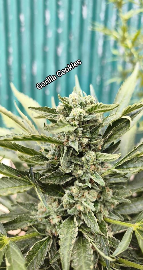 Fast buds outdoor competition 2026 🌱. Week 11