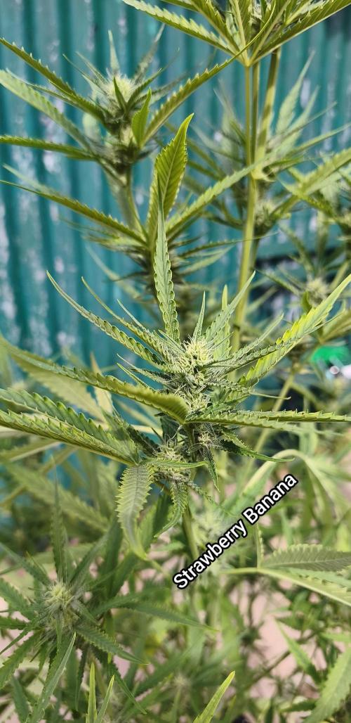 Fast buds outdoor competition 2026 🌱. Week 11