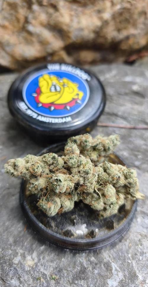 Contemporary Exotics 🍋. Week 19