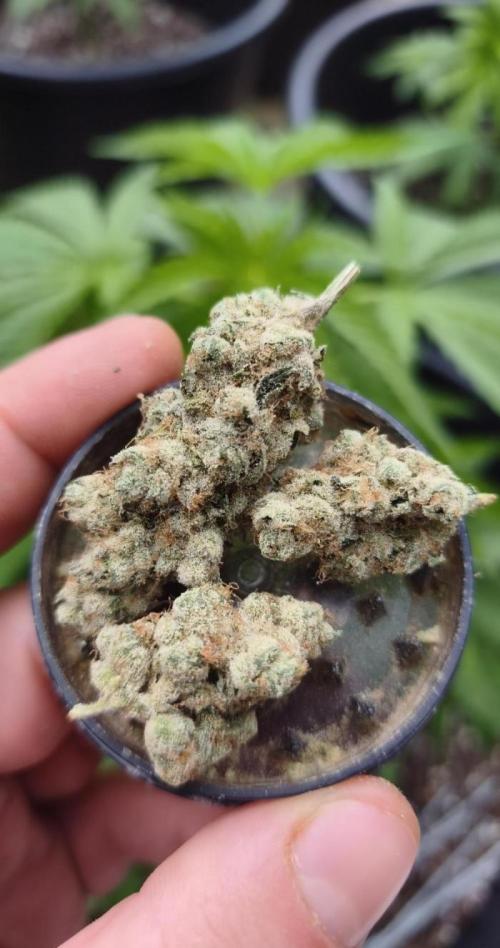 Contemporary Exotics 🍋. Week 19