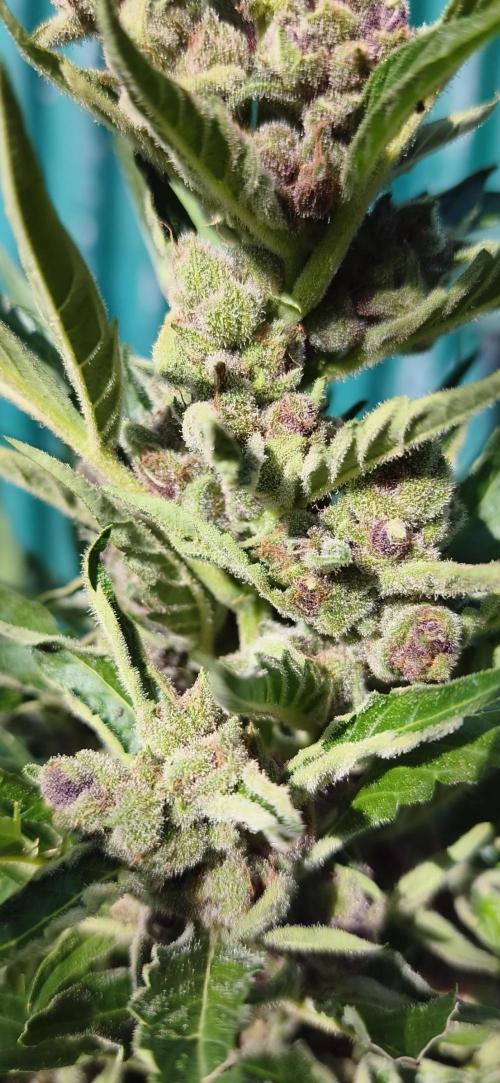 Fast buds outdoor competition 2026 🌱. Week 12