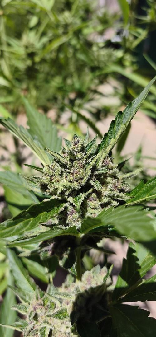 Fast buds outdoor competition 2026 🌱. Week 12