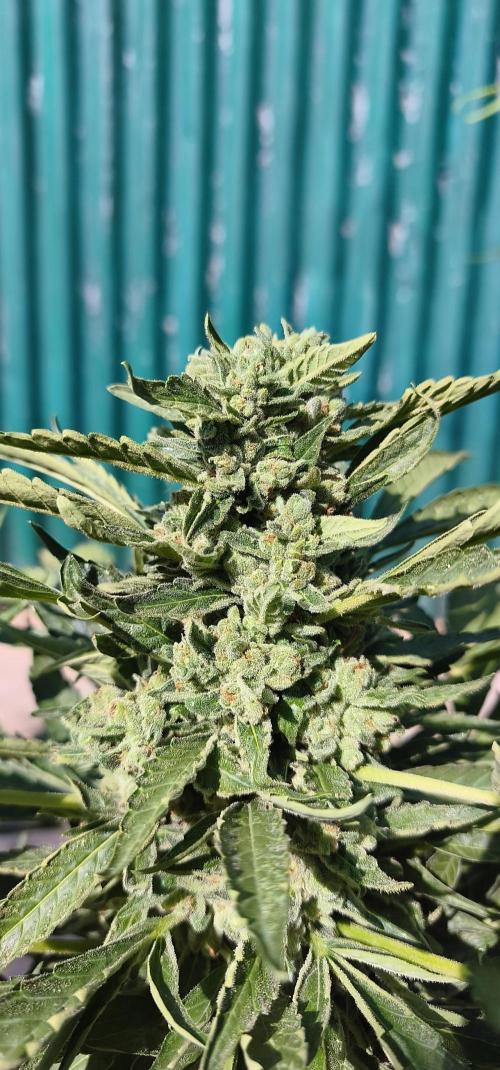 Fast buds outdoor competition 2026 🌱. Week 12