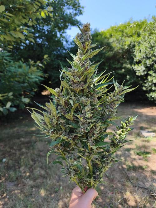 Fast buds outdoor competition 2026 🌱. Week 12