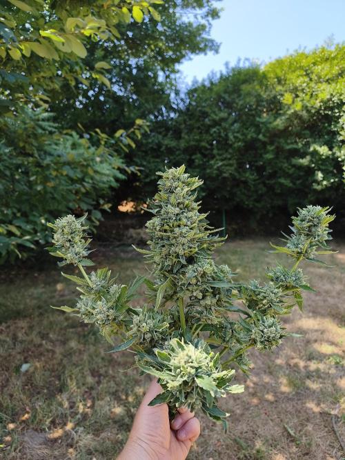 Fast buds outdoor competition 2026 🌱. Week 12