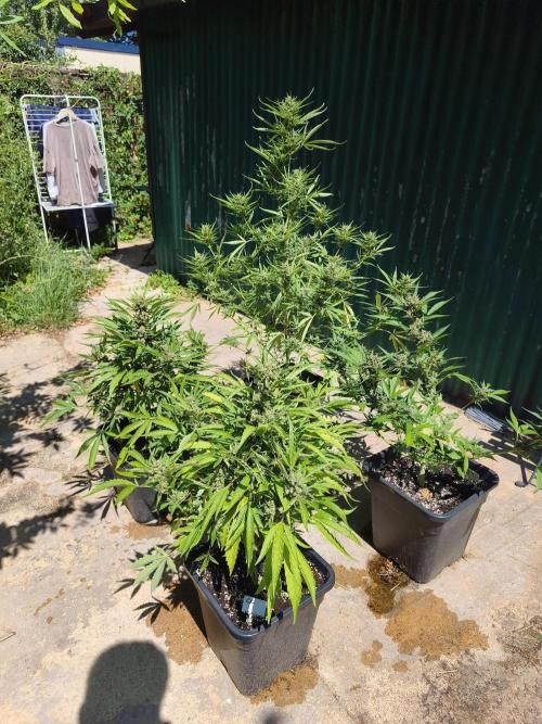 Fast buds outdoor competition 2026 🌱. Week 12