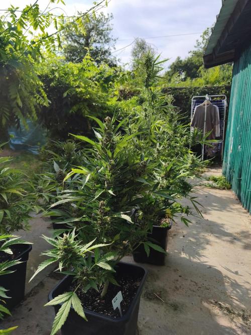 Fast buds outdoor competition 2026 🌱. Week 12