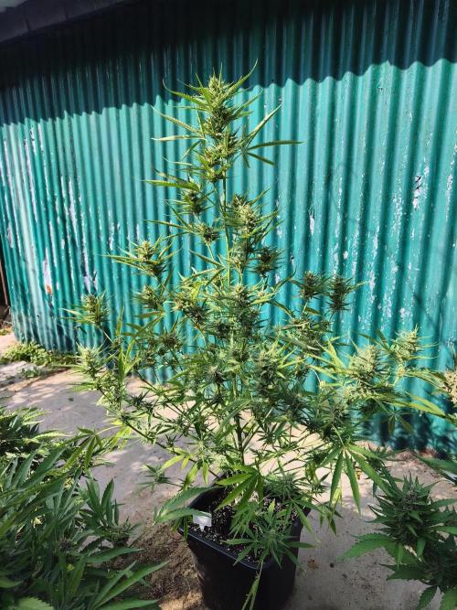 Fast buds outdoor competition 2026 🌱. Week 12