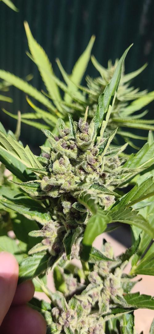 Fast buds outdoor competition 2026 🌱. Week 13