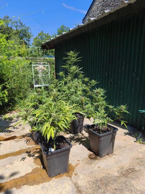 Fast buds outdoor competition 2026 🌱. Week 13