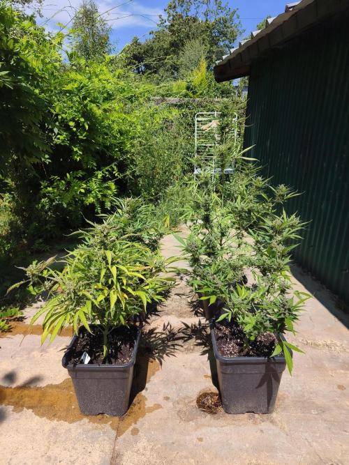 Fast buds outdoor competition 2026 🌱. Week 13