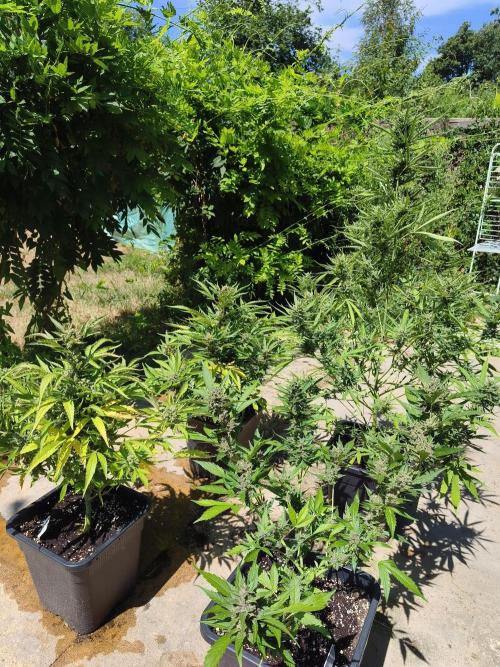 Fast buds outdoor competition 2026 🌱. Week 13