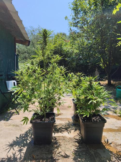 Fast buds outdoor competition 2026 🌱. Week 13
