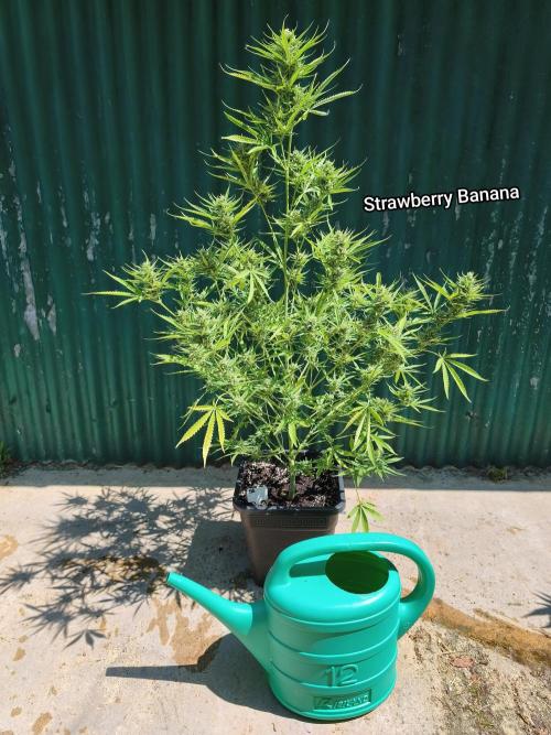 Fast buds outdoor competition 2026 🌱. Week 13