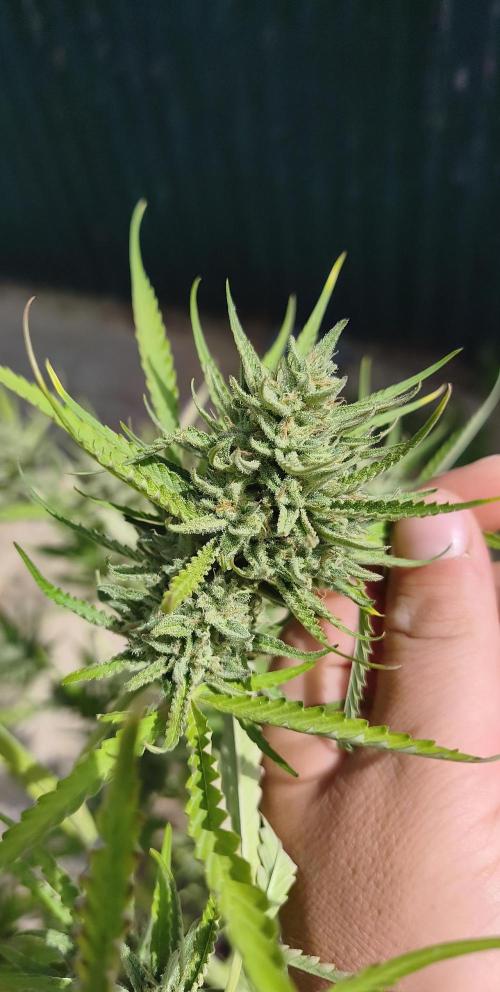 Fast buds outdoor competition 2026 🌱. Week 14