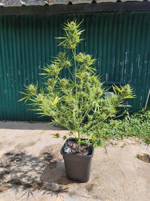 Fast buds outdoor competition 2026 🌱. Week 14