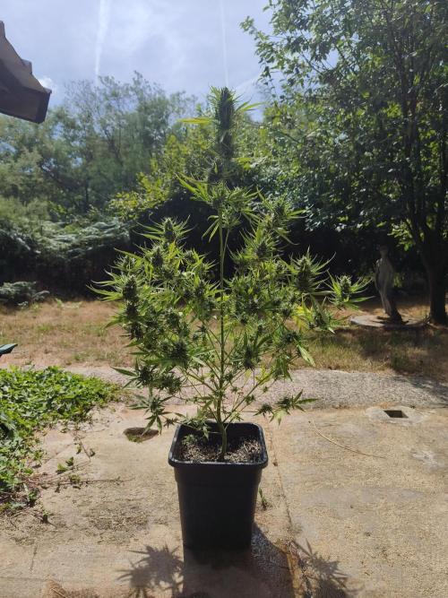 Fast buds outdoor competition 2026 🌱. Week 14