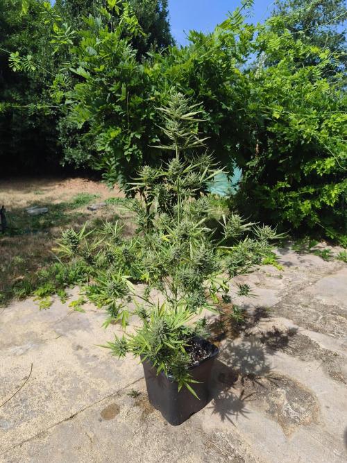 Fast buds outdoor competition 2026 🌱. Week 14