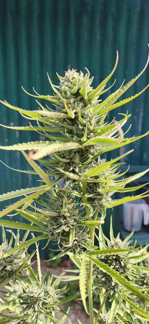 Fast buds outdoor competition 2026 🌱. Week 14